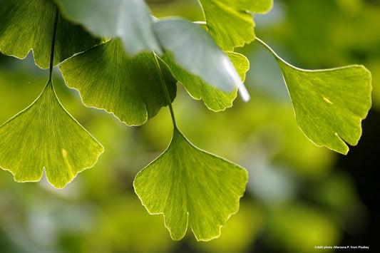 Ginkgo Biloba "Menhir"
