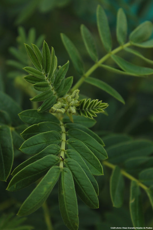 Réglisse (Glycyrrhiza glabra)