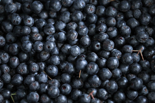 Aronia 'amit' (Aronie mitschurinii)