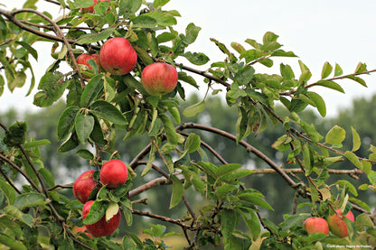 Pommier "Grand alexandre"