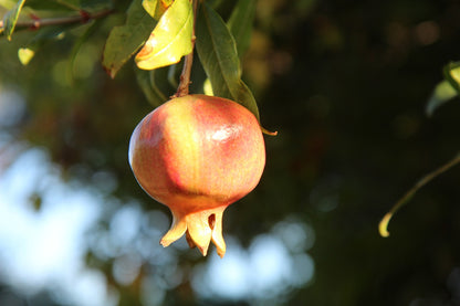 Grenadier "Parfienka" (Punica granatum)