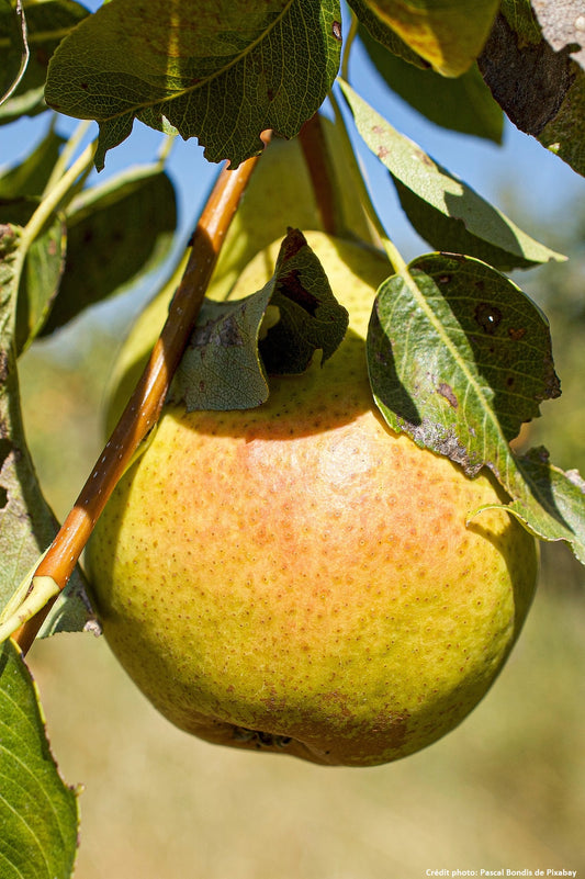 Poirier "Grosse poire du chateau"