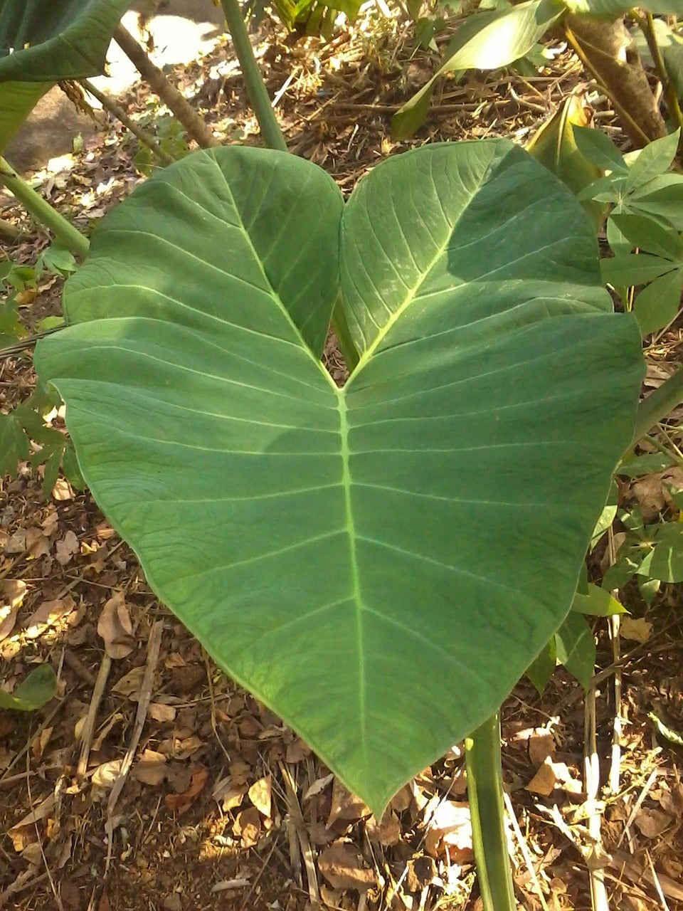 Taro // Oreille d'elephant 'pink china' (Colocasia esculenta)