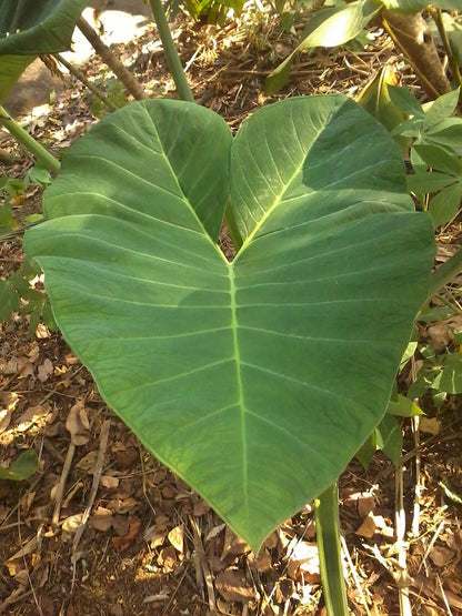Taro // Oreille d'elephant 'pink china' (Colocasia esculenta)