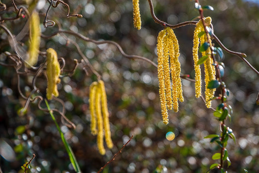 Noisetier tortueux à gros fruits "Contorta" (Corylus avellana)