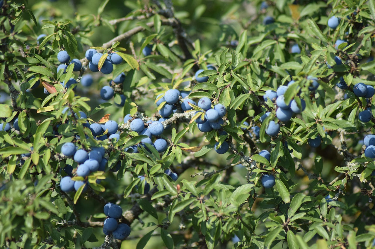 Prunellier (prunus spinosa)