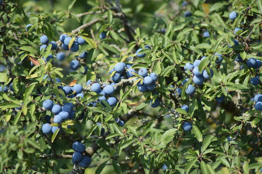Prunellier (prunus spinosa)