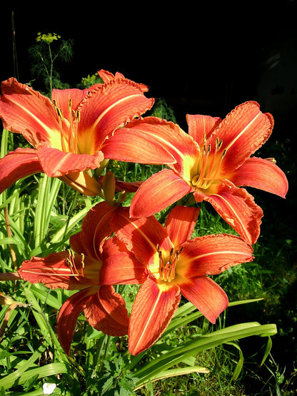 hémérocalle (Hemerocallis)