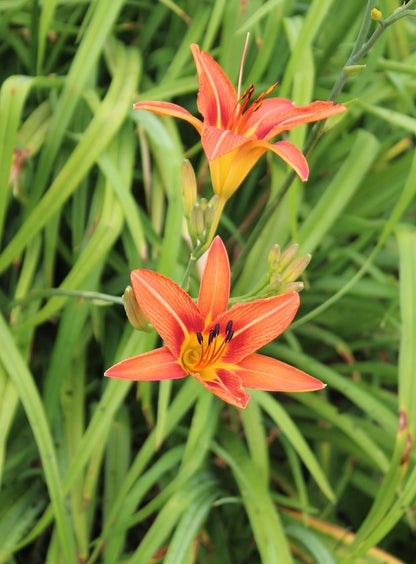 hémérocalle (Hemerocallis)