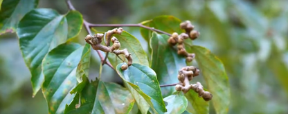 Raisinier de Chine (Hoevenia dulcis)