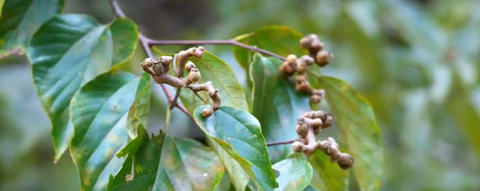Raisinier de Chine (Hoevenia dulcis)