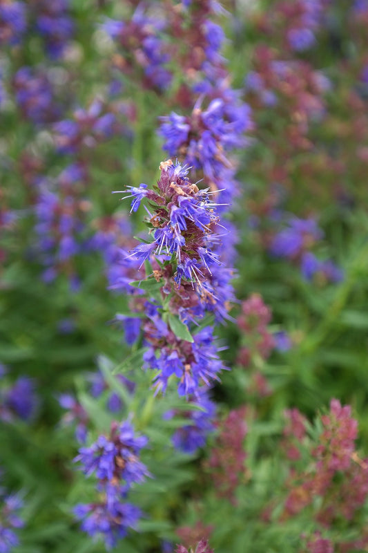 Hysope (Hyssopus officinalis)