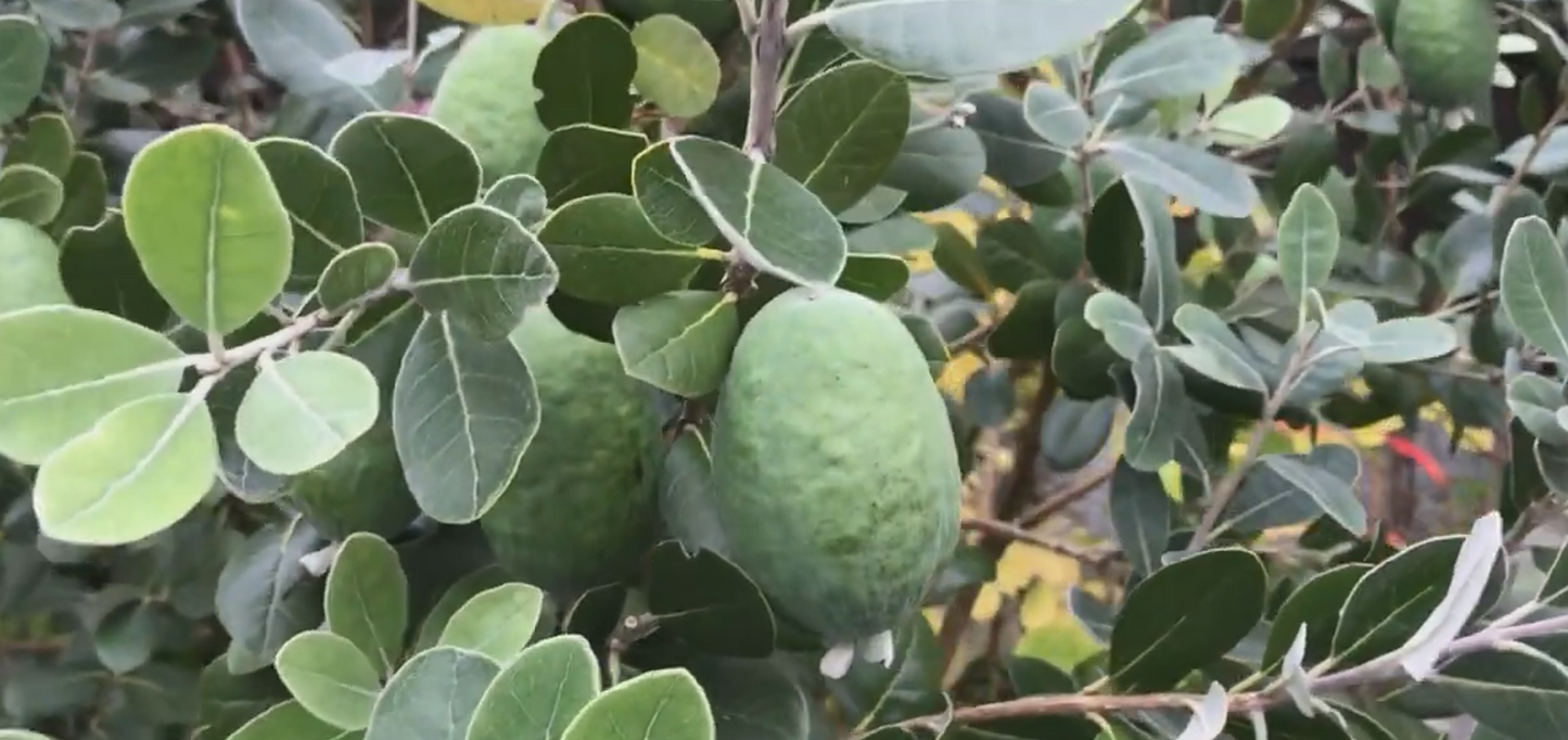 Feijoa "Coolidge"// Goyavier rustique (Acca sellowiana)