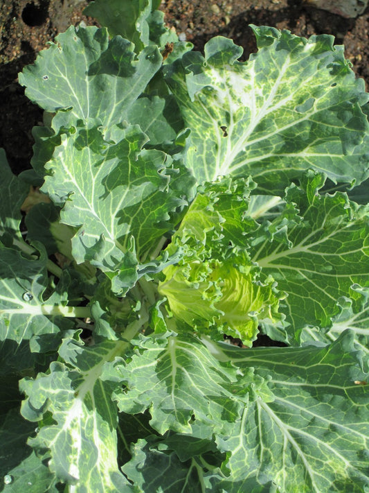 Crambe maritime (Crambe maritima)