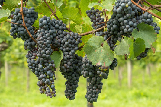 Raisin de table et de cuve "isabelle noir"