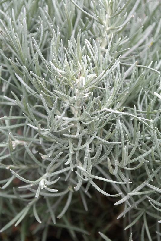 Immortelle d'Italie// Herbe à curry (Helichrysum italicum)