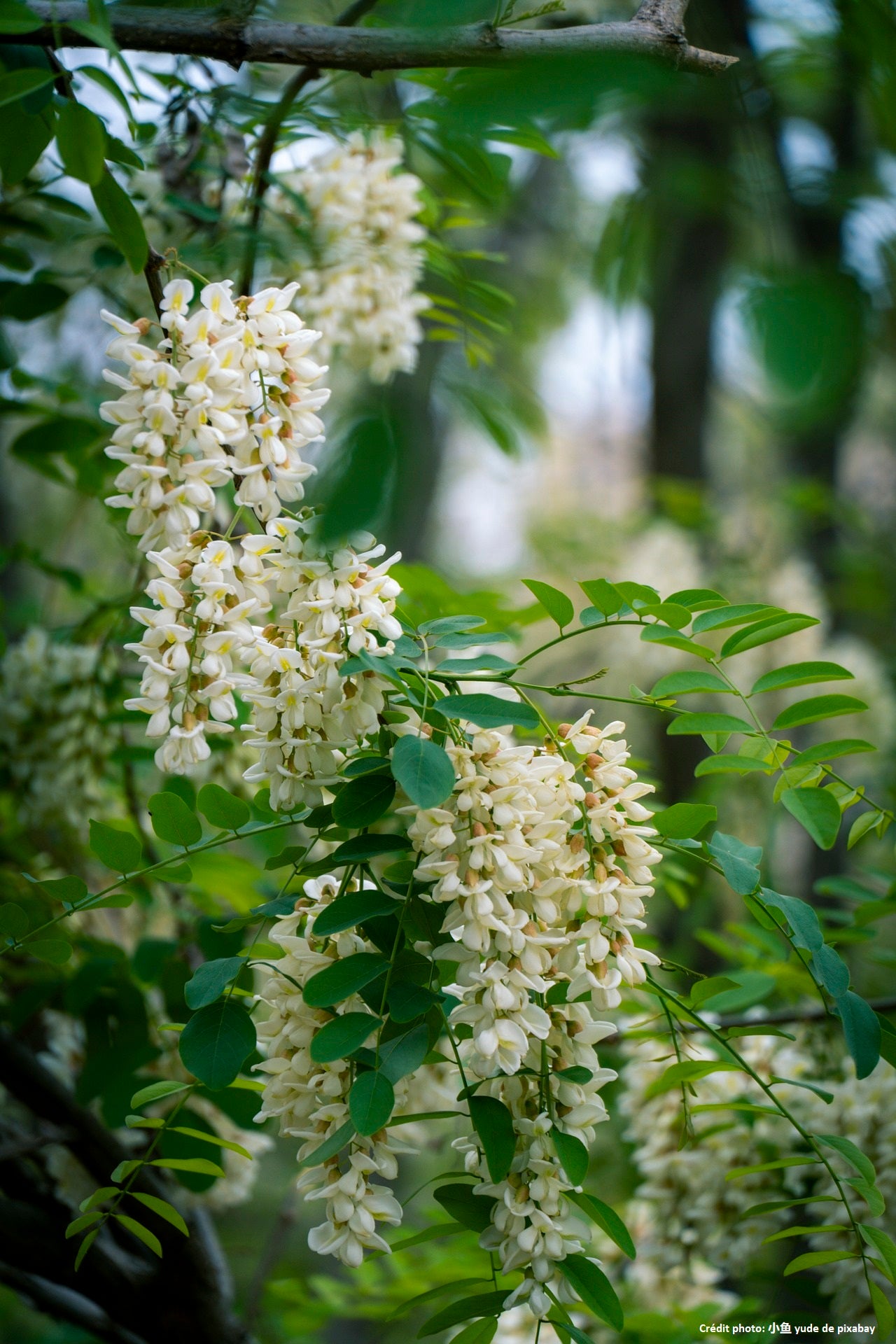 Sophora japonica// "Styphnolobium japonicum"