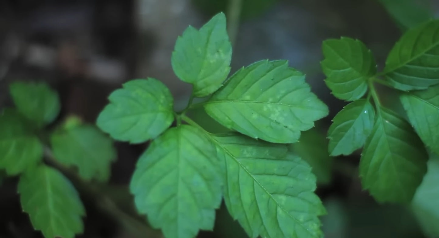 Thé de l'immortalité // Jioagulan (Gynostemma pentaphyllum)