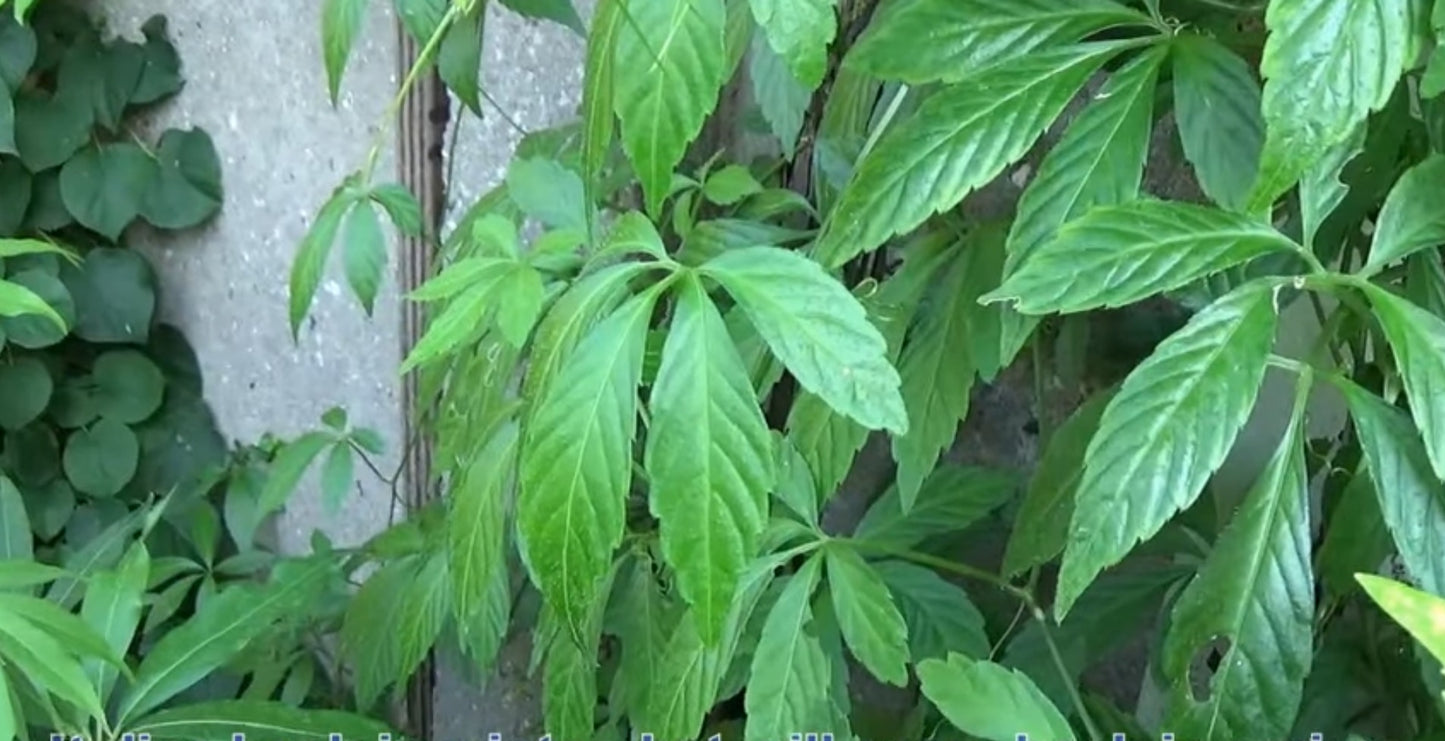 Thé de l'immortalité // Jioagulan (Gynostemma pentaphyllum)