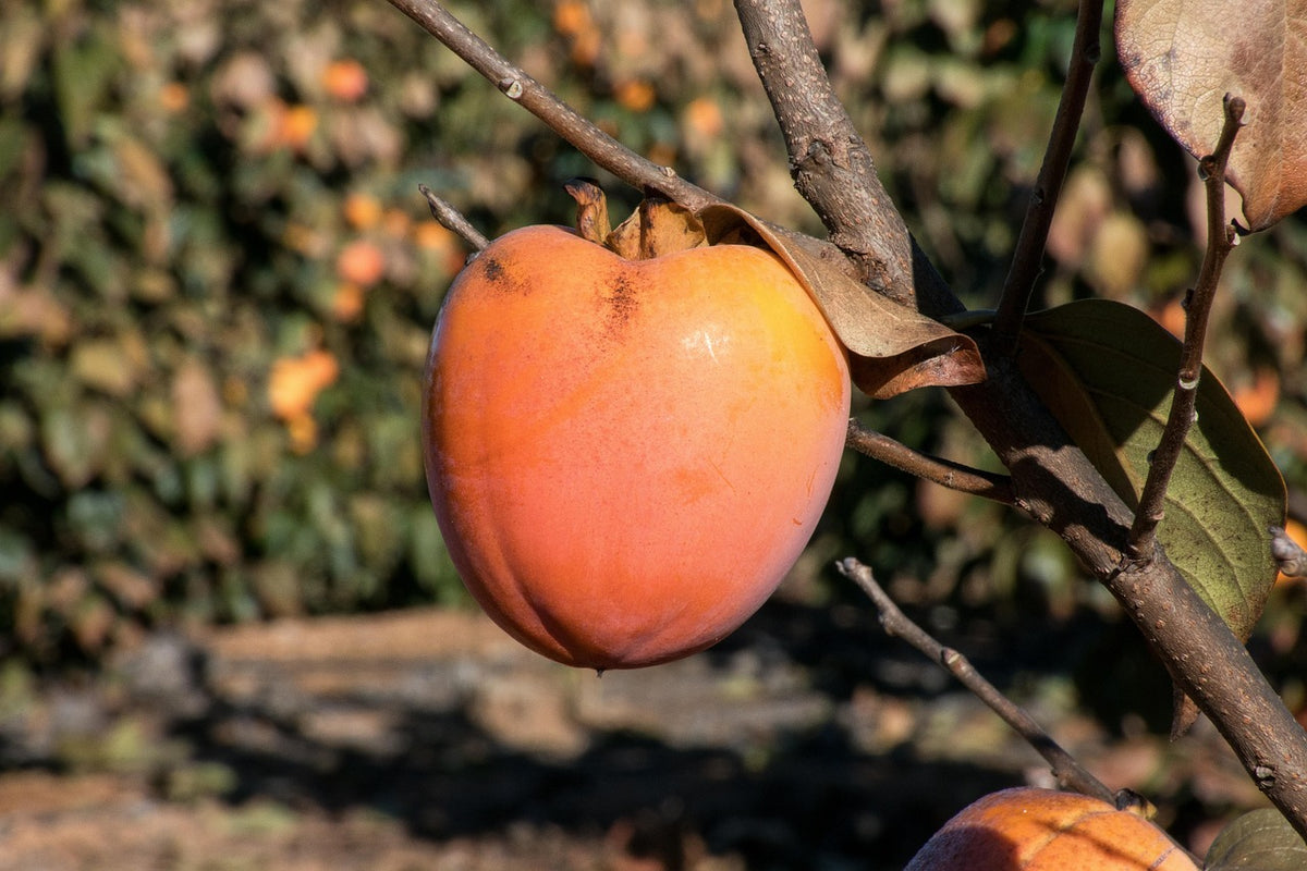 Kaki "Costata"