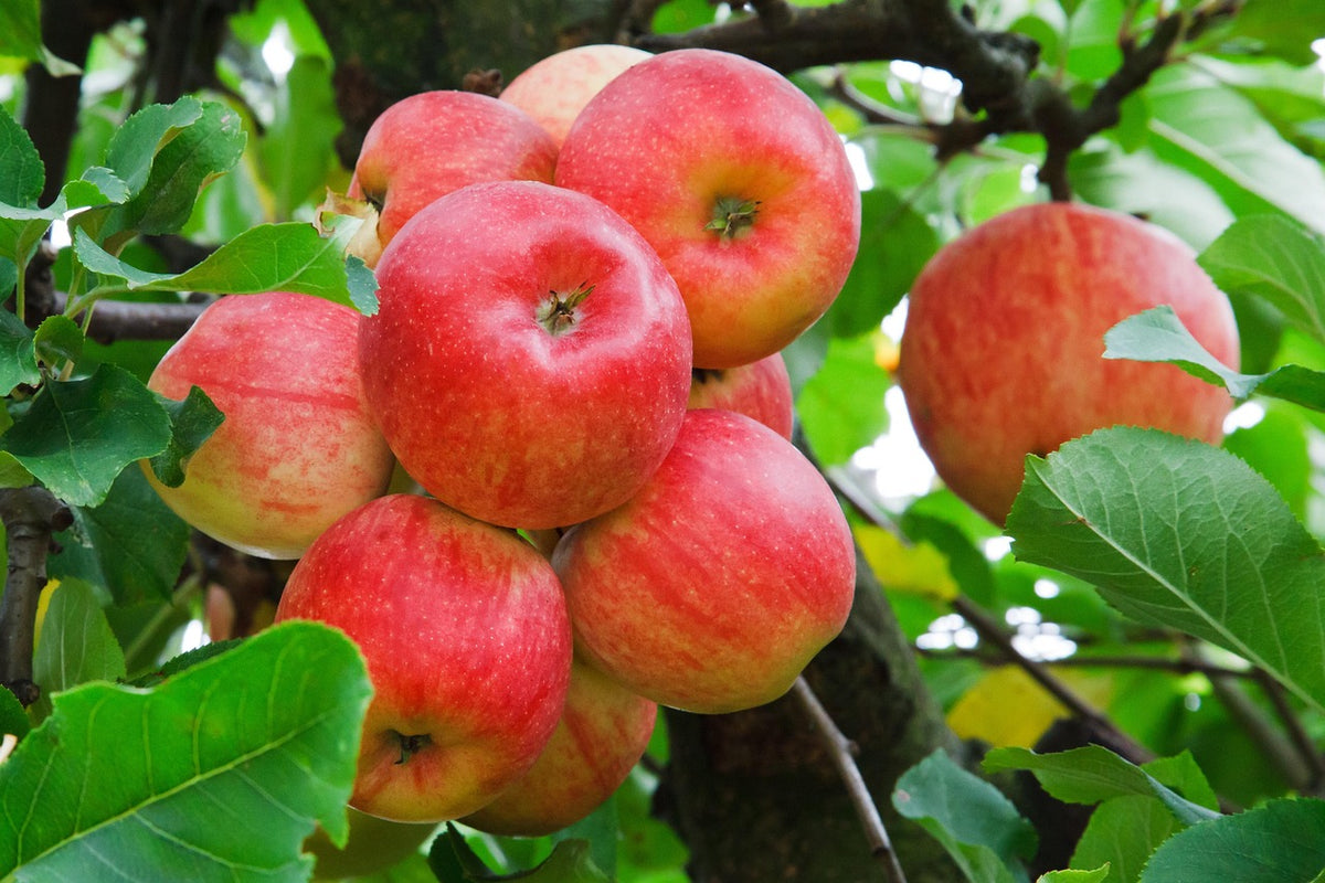 Pommier 'Judor' (pomme à cidre et à jus)