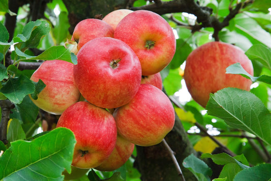 Pommier 'Judor' (pomme à cidre et à jus)