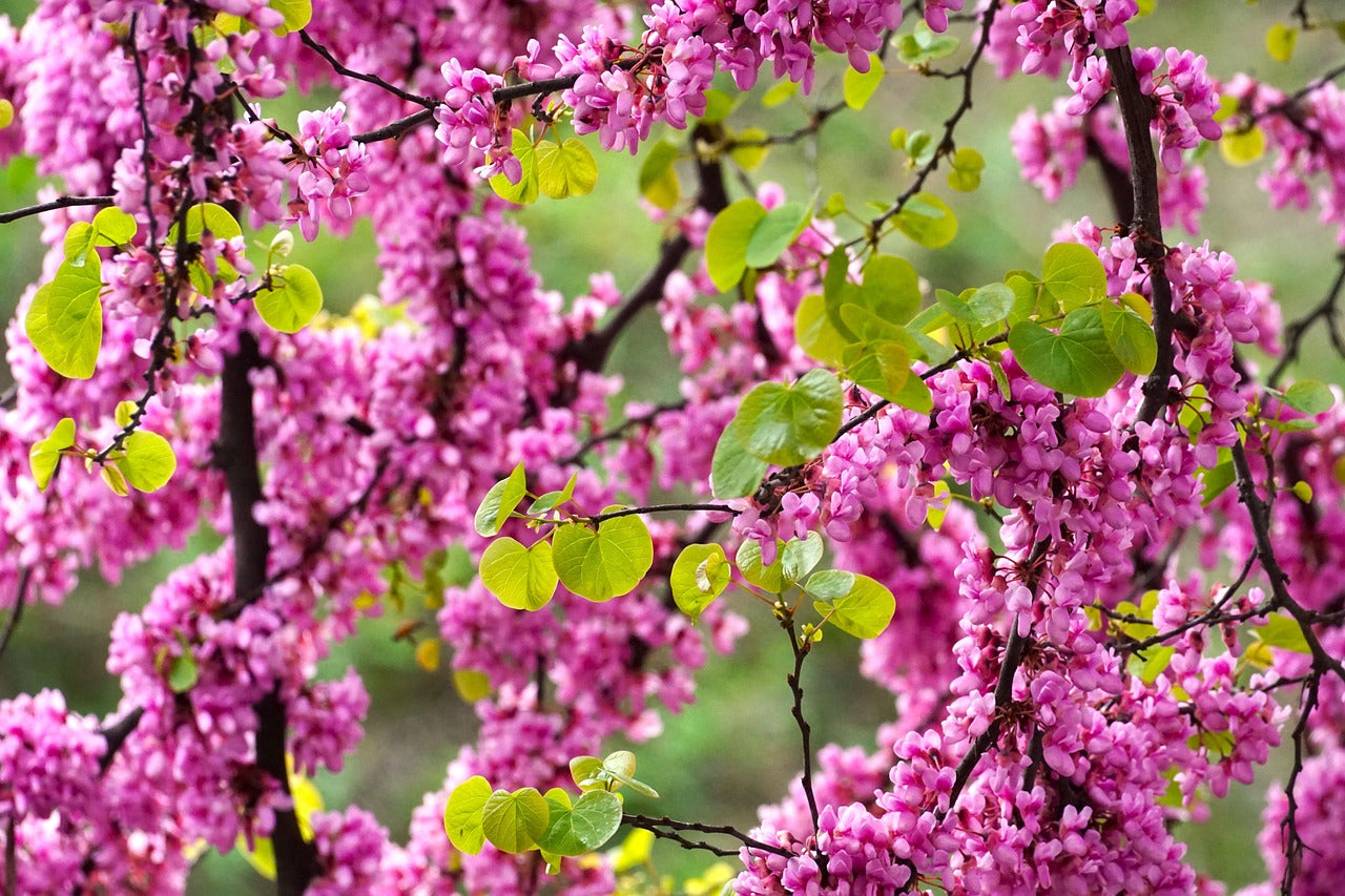 Arbre de judée (Cercis siliquastrum)