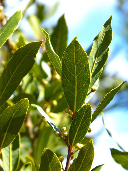 Laurier sauce // Laurier noble (Laurus nobilis)