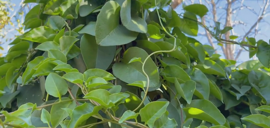 Liane de Madère (Anredera cordifolia)