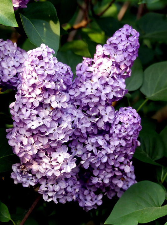 Lilas commun (syringa vulgaris)