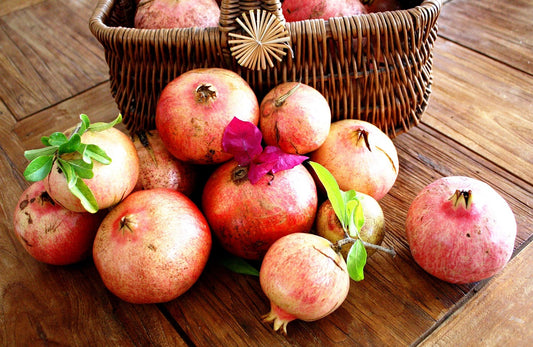 Grenadier 'Salavatski' (Punica granatum) résistant au froid