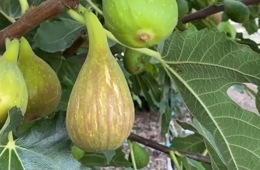 Figuier "longue d'aout" (ficus carica)