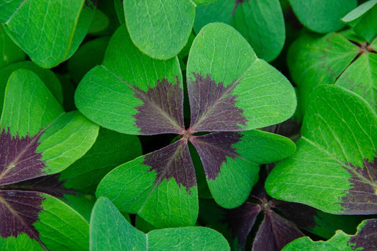 Oseille mexicaine (Oxalis tetraphylla)