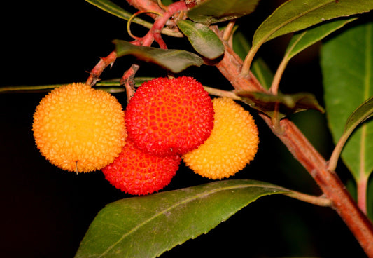 Arbousier "compacta rubra" (Arbutus unedo)