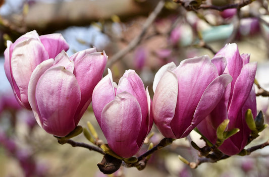 Magnolia "rubra" (magnolia solangeana)