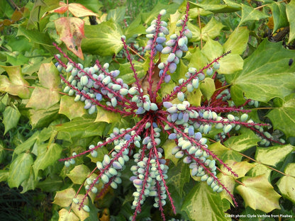 Mahonia à feuille de houx