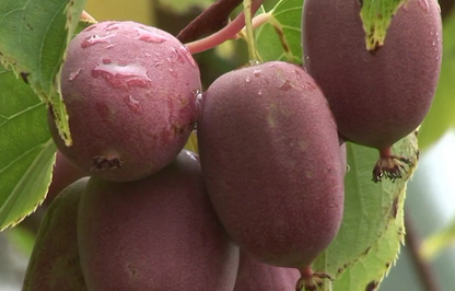 Kiwaï femelle "Maki" // kiwi de sibérie (Actinidia arguta)
