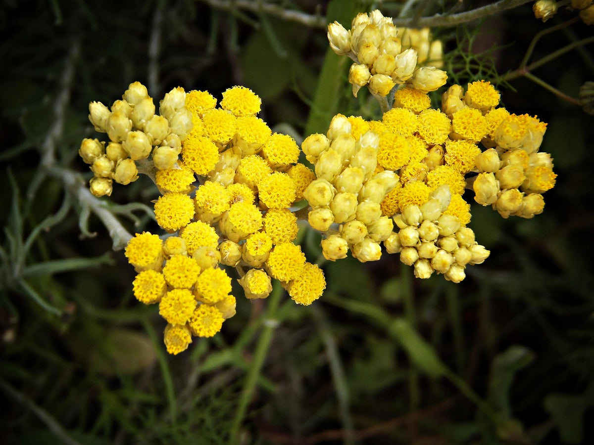Immortelle d'italie ‘Iriclès’ // Herbe à curry (Helichrysum italicum)