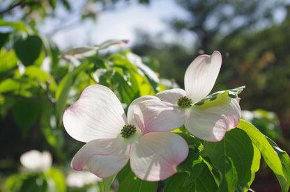 Cornouiller du japon 'wieting's select' (Cornus kousa)
