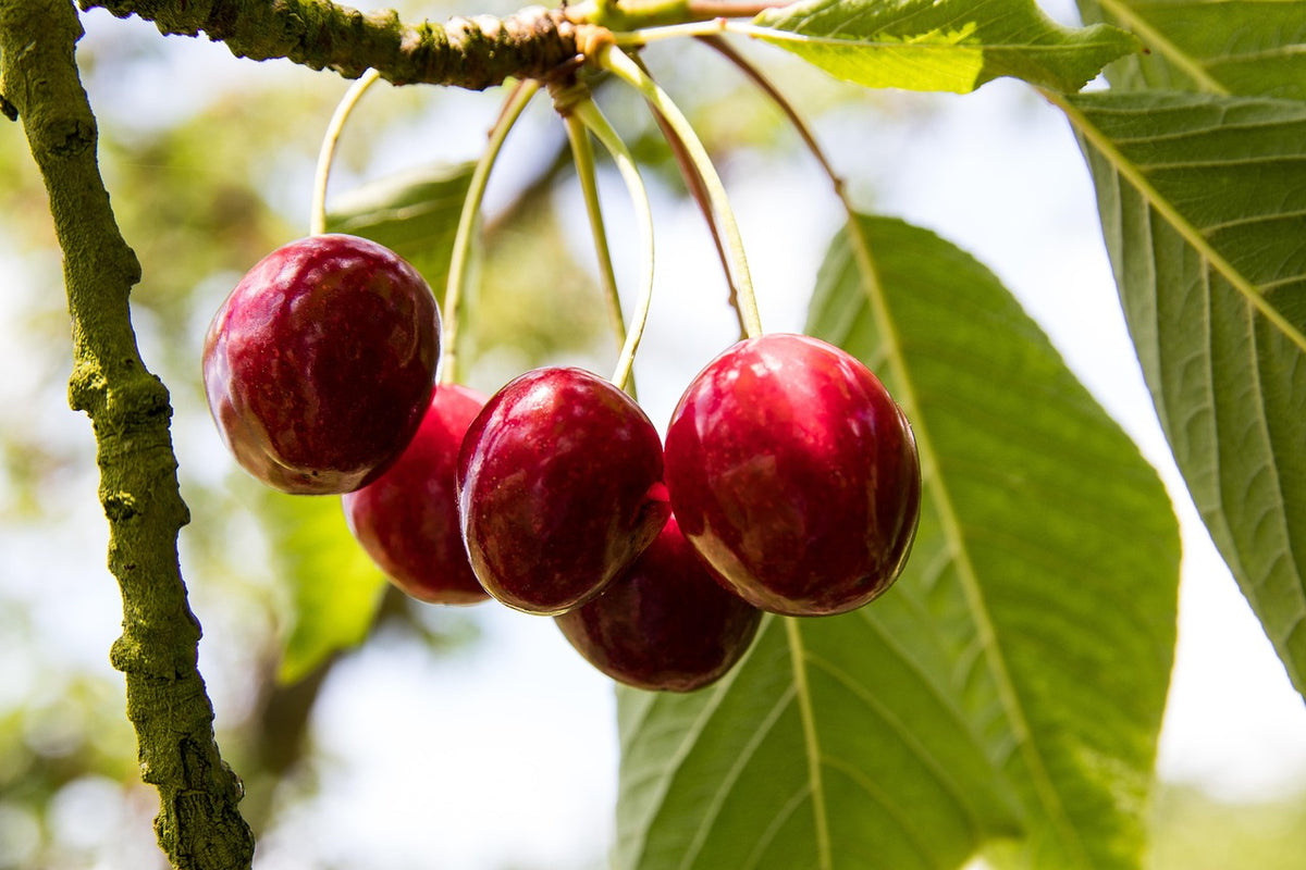 Cerisier 'grosse cerise tardive 2' (climat frais)