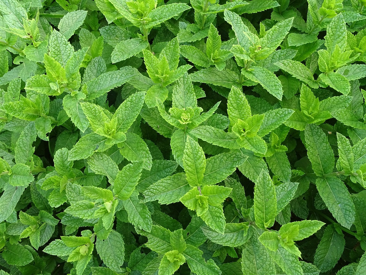 Menthe "Mojito" (Mentha piperita)