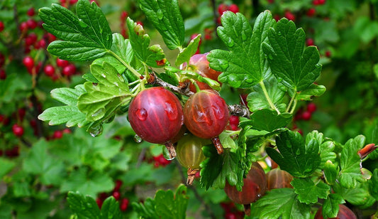 Groseille à maquereau "Pixwell" (ribes uva crispa)