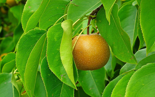 Nashi "Boussac" (Poire japonaise)