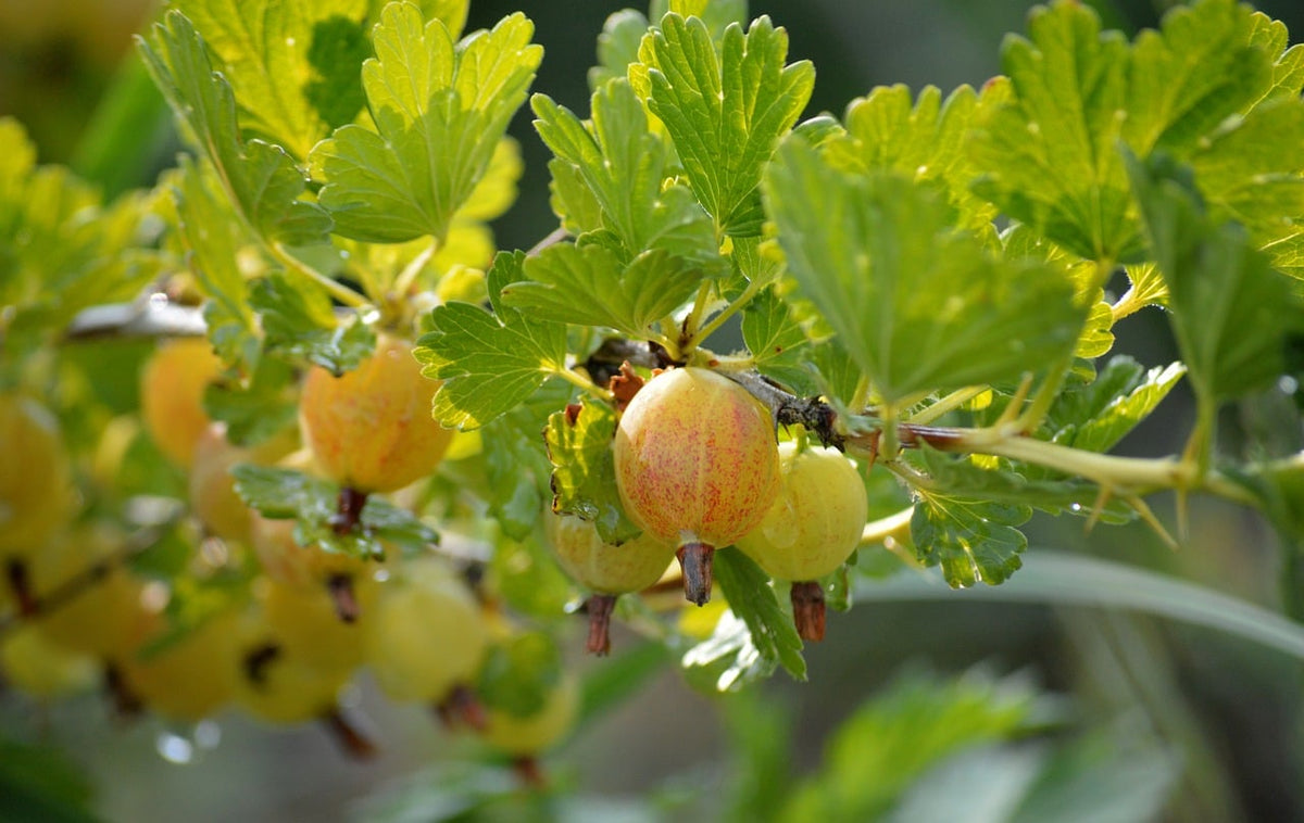 Groseille à maquereau 'Hinnonmaki gold' // 'Hinnonmäki Yellow' (ribes uva crispa)
