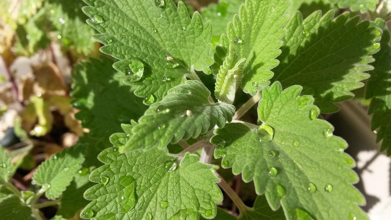 Herbe aux chats/ Cataire (Nepeta cataria)