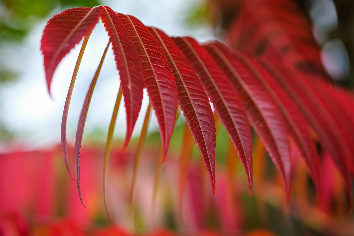 Sumac de Virginie // Vinaigrier (Rhus typhina)