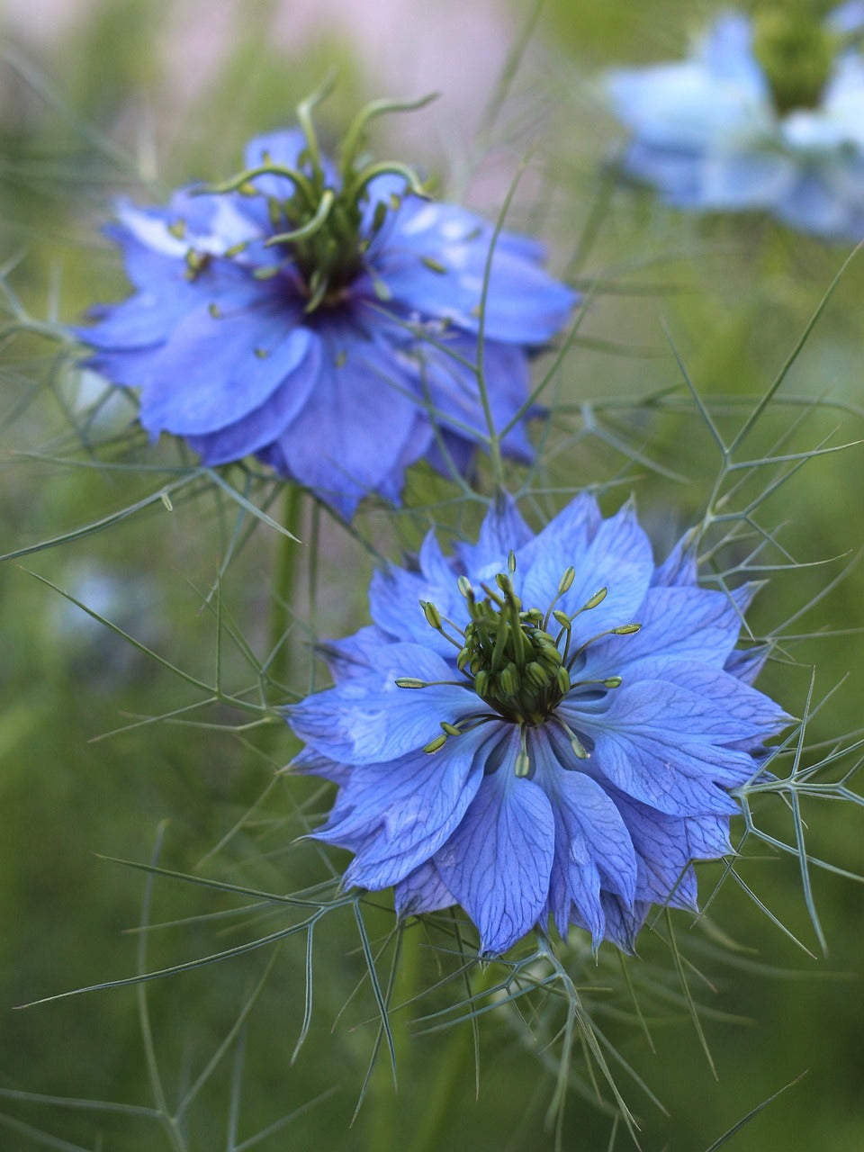 Nigelle de damas // (nigella damascena)