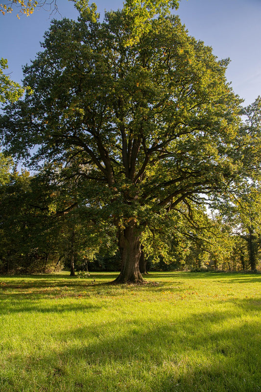 Chêne sessile (Quercus petraea)