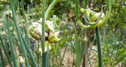 Oignon perpétuel/ rocambole/ de catawissa (Allium cepa proliferum)