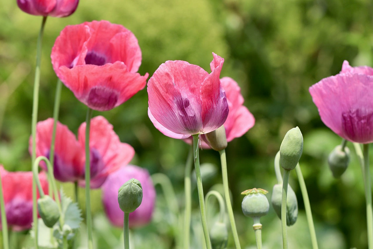 Pavot somnifère (Papaver somniferum)